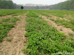 農(nóng)村有種農(nóng)作物，懂管理會種植，每畝利潤4000多元