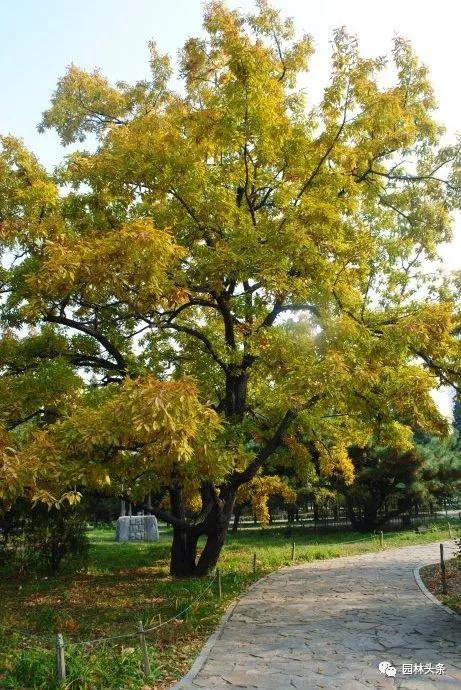 北方適宜樹(shù)種_北方種植樹(shù)適合流蘇樹(shù)嗎_流蘇樹(shù)適合北方種植嗎