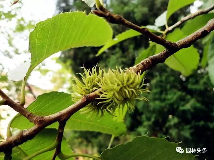 北方種植樹(shù)適合流蘇樹(shù)嗎_北方適宜樹(shù)種_流蘇樹(shù)適合北方種植嗎