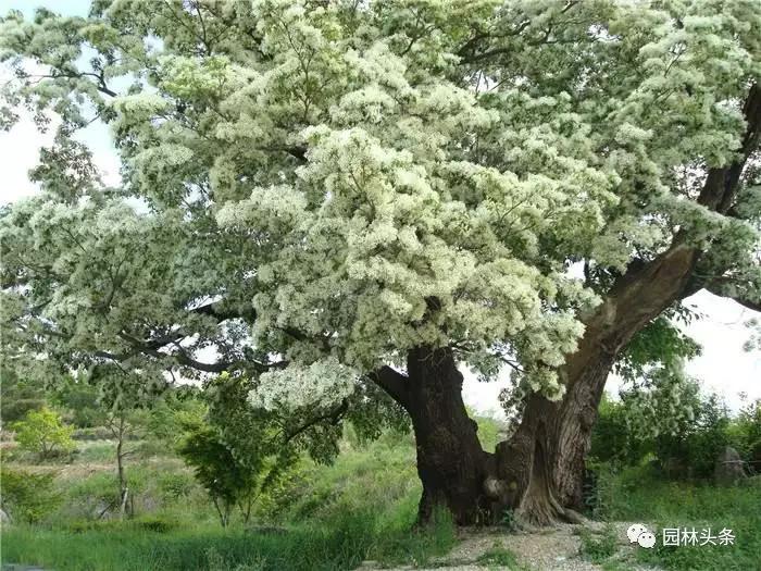 北方種植樹(shù)適合流蘇樹(shù)嗎_北方適宜樹(shù)種_流蘇樹(shù)適合北方種植嗎