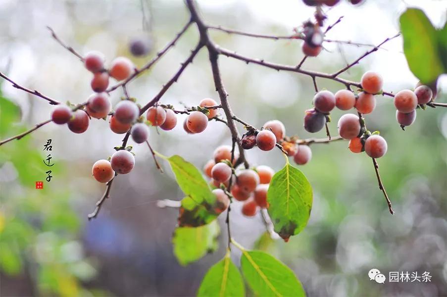 北方適宜樹(shù)種_北方種植樹(shù)適合流蘇樹(shù)嗎_流蘇樹(shù)適合北方種植嗎