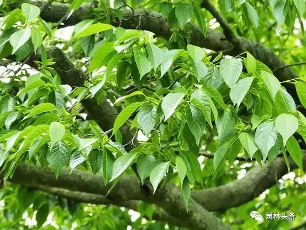 北方種植樹(shù)適合流蘇樹(shù)嗎_流蘇樹(shù)適合北方種植嗎_北方適宜樹(shù)種