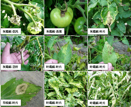 農(nóng)藥細菌殺菌劑大全列表_殺細菌的農(nóng)藥_農(nóng)藥細菌殺菌劑藥物有哪些種類