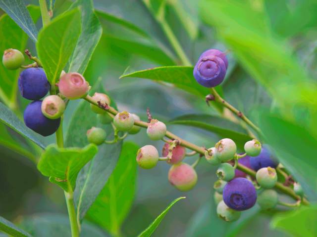 藍莓農(nóng)藥多嗎_藍莓的農(nóng)藥殘留多嗎_藍莓農(nóng)藥打的多嗎