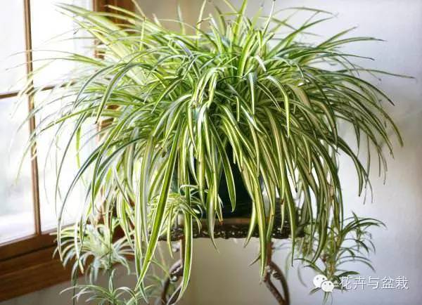 室內(nèi)常用綠植_常用室內(nèi)綠植有哪些_常用室內(nèi)綠植品種