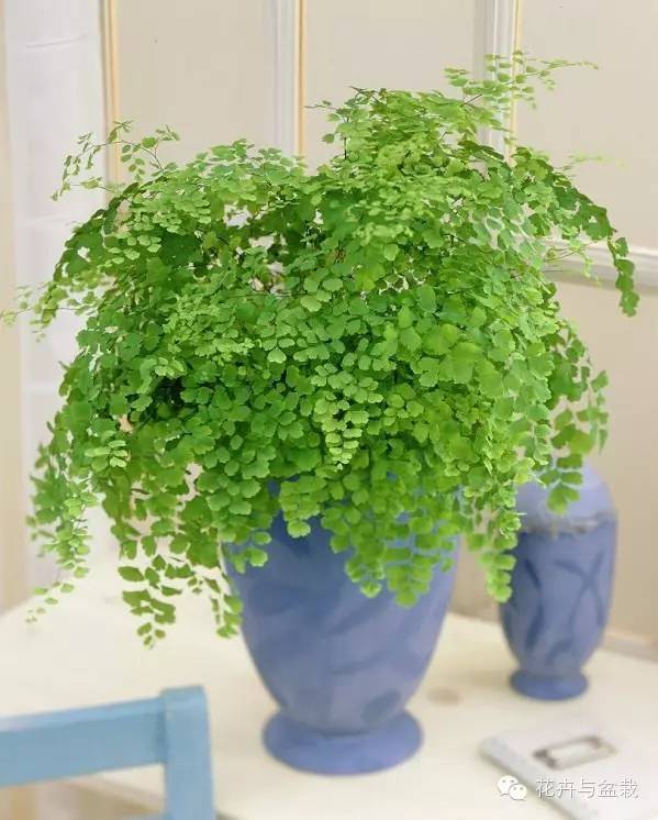 室內(nèi)常用綠植_常用室內(nèi)綠植有哪些_常用室內(nèi)綠植品種